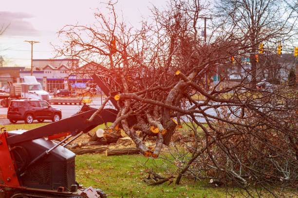 Seasonal Cleanup (Spring/Fall) in New Castle, DE
