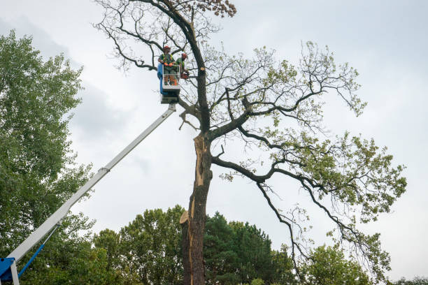 Best Root Management and Removal  in New Castle, DE