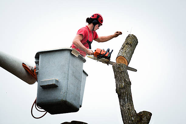 Best Storm Damage Tree Cleanup  in New Castle, DE