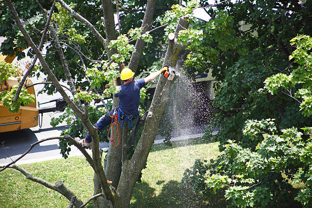 Best Utility Line Clearance  in New Castle, DE