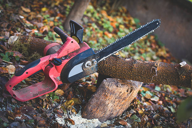 Best Hazardous Tree Removal  in New Castle, DE