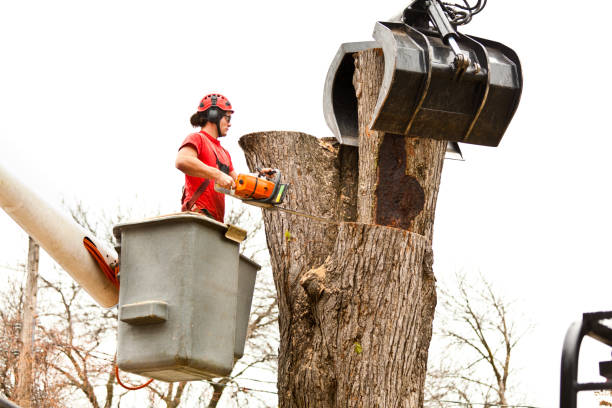 How Our Tree Care Process Works  in  New Castle, DE
