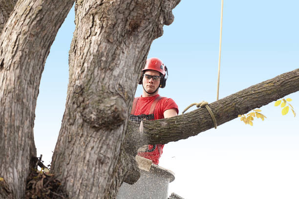 Best Commercial Tree Services  in New Castle, DE