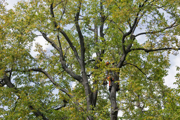 Reliable New Castle, DE Tree Care Solutions